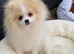 Beautiful Pom puppy