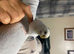 Various coloured hand tame baby budgies