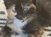 2 beautiful kittens left