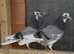 Deep Birmingham roller pigeons