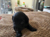 Cocker spaniel pups