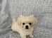 KC White Pekingese puppies