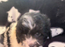 CAVALIER KING CHARLES X TOY POODLE