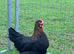 French copper marran hatching eggs