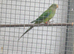 Baraband hen