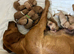 F1 Labrador x Hungarian Vizsla Puppies