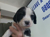 Spaniel pups