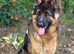 Pedigree Stunning long coat shepherd male