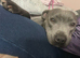 Blue Staffy Bitch