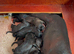 1st cross whippet/Bedlington puos