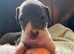 Outstanding Italian greyhound puppies kc registered