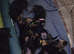 ONLY 1 HANDSOME ROTTWEILER BOY LEFT!
