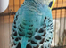Pair of young budgies