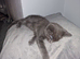 Beautiful grey boy
