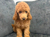 Poodle