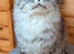 Maine Coon cat Stud services only