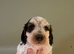 Cocker Spaniel Pups