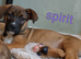German shepherd cane corso