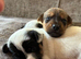 Beautiful Jack Russell puppies
