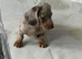 Mini  Dacshound LAST GIRL