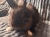 Elvis male lion head x mini lop