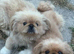 Pekingnese part-colour rare apricot & white 13 months