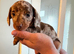 Miniature short hair dachshund
