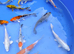koi for sale £5