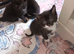 6 adorable kittens ready in 2 weeks