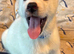 4 Beautiful White Husky Puppies Ready for Their Forever Homes