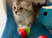 3 Beautiful Female Maine Coon Kittens &ndash; Ready Now