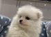 Full Pedigree Pomeranian puppies