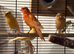 Few Canaries for Sale