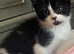 Beautiful kittens available ready now