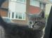 Mainecoon kittens GREYS SMOKEY COATS