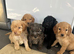 Stunning F1B cockapoo pups