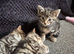 Domestic short hair tabby kittens