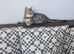 Adorable kittens in London(SE18)