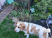 Barney Lemon Beagle