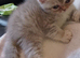 Exotic shorthair x kittens