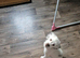 Jack Russell x Yorkshire terrier
