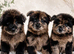 CHOW SHEPHERDS READY NOW