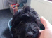 female cockapoo puppy 4 month old