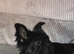Black/tan fluffy French bulldog girl puppy 8 mth old