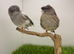 Gloucester canary pair