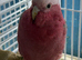 Baby galah cockatoo