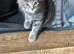 Maine coone/ British shorthair kittens