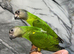 Friendly Baby HandReared Super Tame Cuddly Senegal Parrot,13