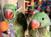 Hand reared alexandrine parrot