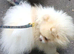Beaver and white parti colour Pomeranian KC reg
